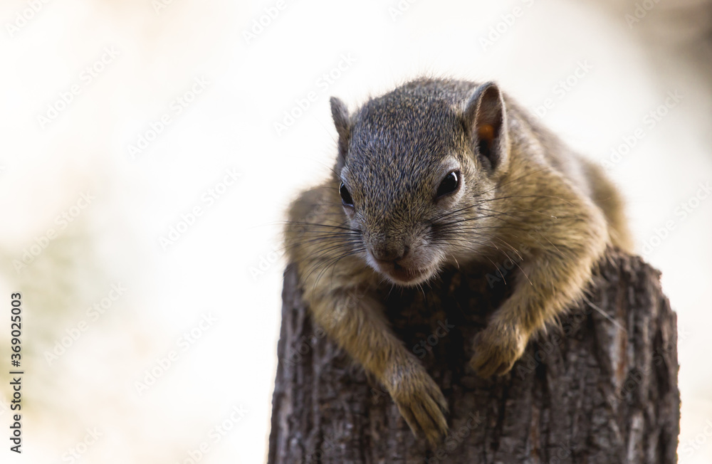 A young African Tree Squirrel relaxing with feet hanging down on a log, Greater Kruger