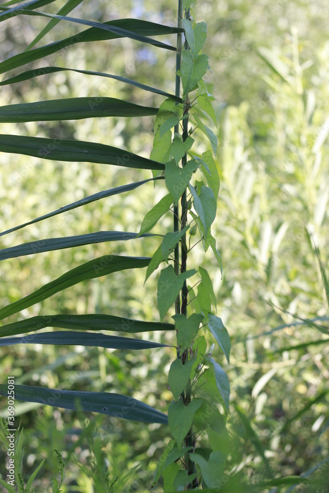 Fototapeta premium green bamboo leaves