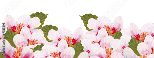 acrylic cherry blossom horizontal border, perfect to use on the web or in print