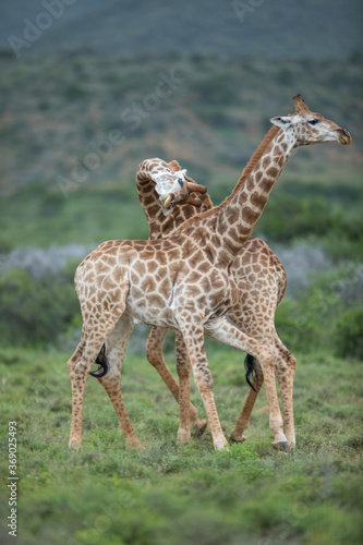 Photography fighting giraffes