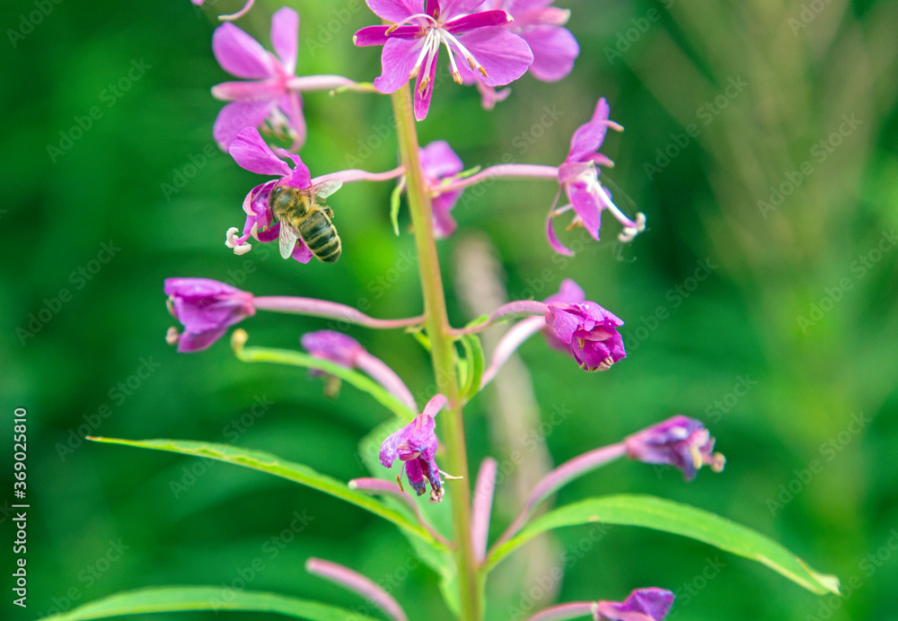 Fototapeta premium A bee shot close up on a wild flower