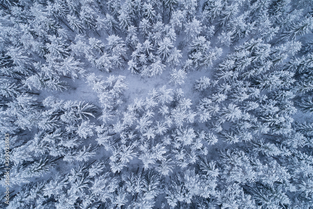 An aerial view on winter wonderland snowy boreal coniferous forest with frosty pine and spruce in Estonian nature, Northern Europe.	