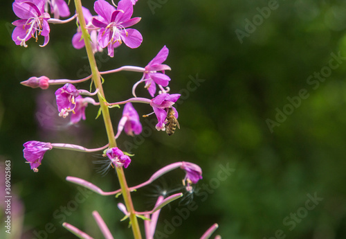 A bee shot close up on a wild flower © James