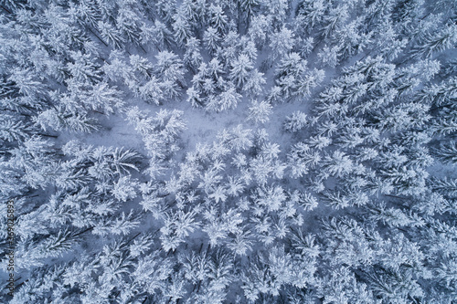 An aerial view on winter wonderland snowy boreal coniferous forest with frosty pine and spruce in Estonian nature, Northern Europe. 