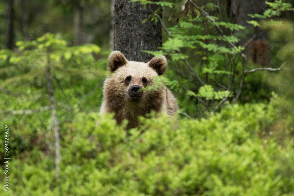 Fototapeta premium Young Brown bear, Ursus arctos in lush summery taiga forest in Eastern Finland.