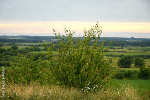 Close up on a big deciduous shrub growing at the top of a tall hill surrounded with grass, shrubbery, and herbs with vast fields and meadows seen in the distance on a sunny summer day in Poland