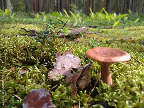 mushrooms in the forest