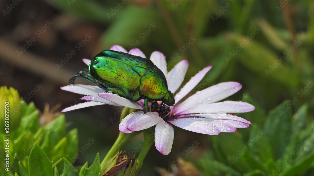 Close up macro photo of green metallic beetle bug with wings sitting on top of colourful daisy flower after the rain Close up macro photo of green metallic beetle bug with wings sitting on top of colourful daisy flower after the rain