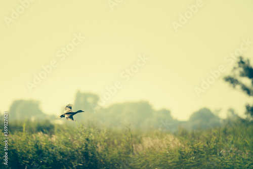 Wild duck flies up out of the water along the tall grass on a beautiful summer morning, Volgermeerpolder, Netherlands, nature reserve, breeding, bird area, travel location, morning glory, wildlife