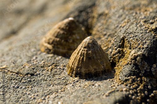 A limpet clings to a rock at the beach at Cornwall
