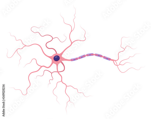 Illustration of neuron anatomy. Structure. Vector infographic (nerve cell axon and myelin sheath)