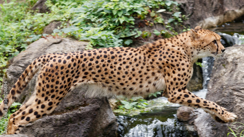 小川を飛び越えるチーター