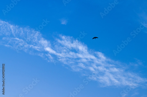 Bird fly with sky and cloud. animal nature wallpaper. silhouette of bird fly.