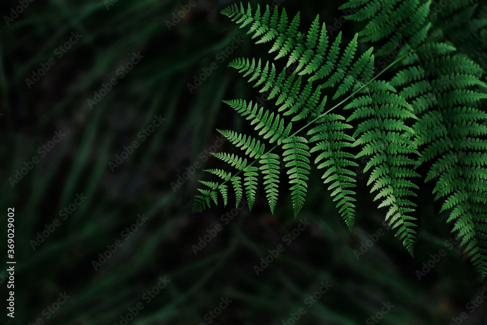 Dark green fern leaves background