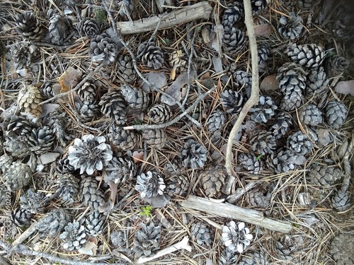 close up of a pile of dried mushrooms