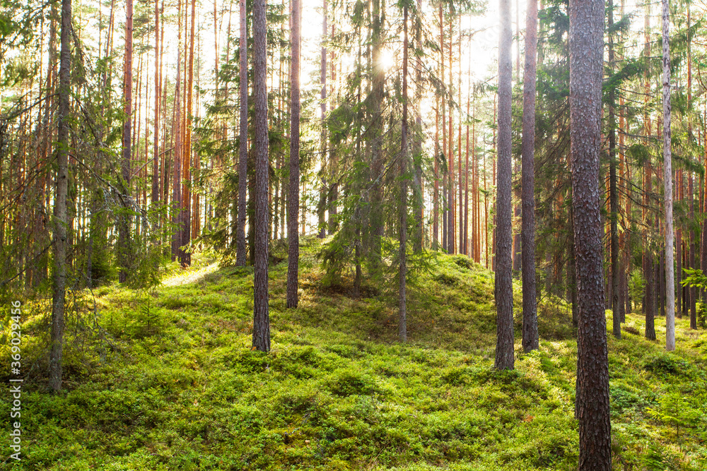 Beautiful summery sunny lsuh boreal coniferous pine forest in Estonian nature, Northern Europe. Beautiful summery sunny lsuh boreal coniferous pine forest in Estonian nature, Northern Europe.