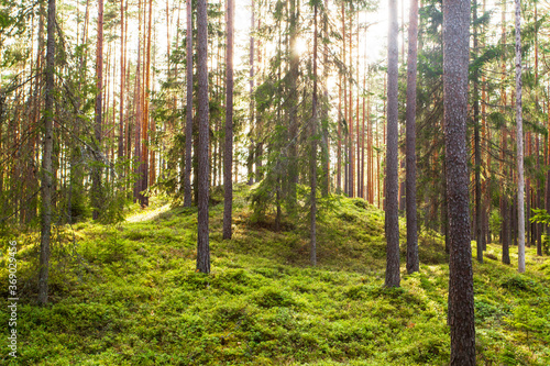 Beautiful summery sunny lsuh boreal coniferous pine forest in Estonian nature  Northern Europe. 