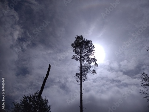 tree and sky