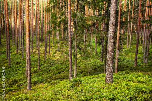 Beautiful summery sunny lsuh boreal coniferous pine forest in Estonian nature  Northern Europe. 