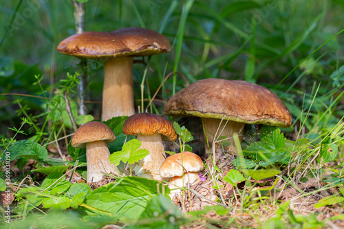 A beautiful boletus mushroom grows in the forest. Boletus mushroom on a sunny day.