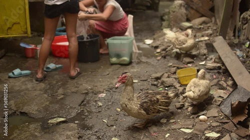 A couple of domestic ducks near a pile of rubble while a lady washes her clothes at a slum area in Manila. photo