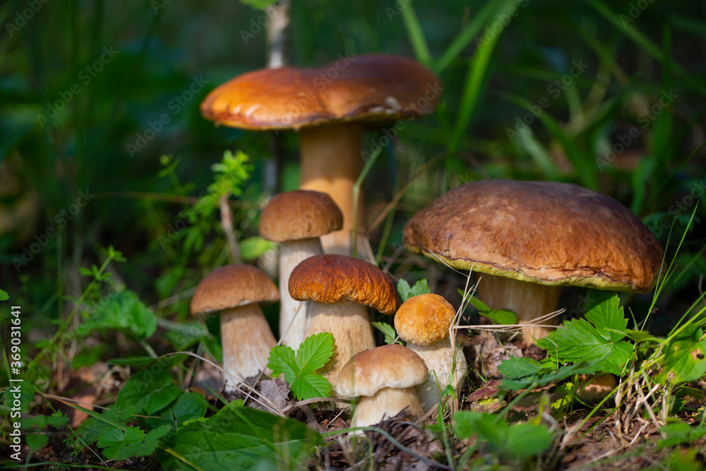 The family of Beautiful mushrooms boletus edulis in an amazing background of green grass in the sunlight. Vegetarian food. Fresh collection of porcini mushrooms. Selective focus The family of Beautiful mushrooms boletus edulis in an amazing background of green grass in the sunlight. Vegetarian food. Fresh collection of porcini mushrooms. Selective focus
