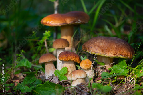 The family of Beautiful mushrooms boletus edulis in an amazing background of green grass in the sunlight. Vegetarian food. Fresh collection of porcini mushrooms. Selective focus
