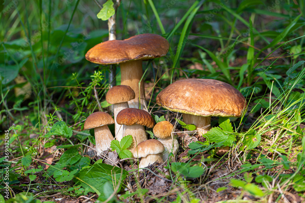 The family of Beautiful mushrooms boletus edulis in an amazing background of green grass in the sunlight. Vegetarian food. Fresh collection of porcini mushrooms. The family of Beautiful mushrooms boletus edulis in an amazing background of green grass in the sunlight. Vegetarian food. Fresh collection of porcini mushrooms.