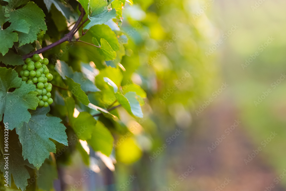 Green grape growing in a vineyard. Green grape growing in a vineyard.