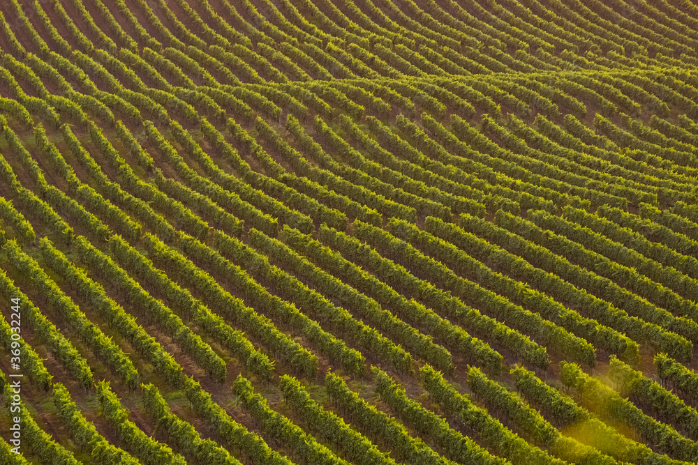 Aerial view of a vineyard. Aerial view of a vineyard.