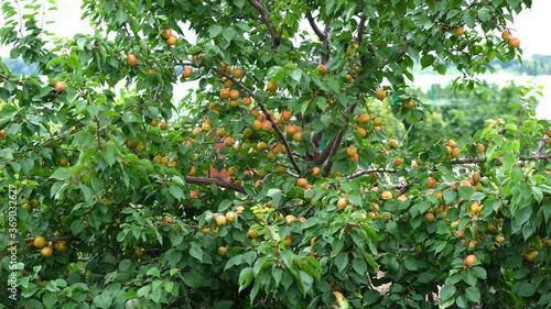 crown of a tree with ripe apricots