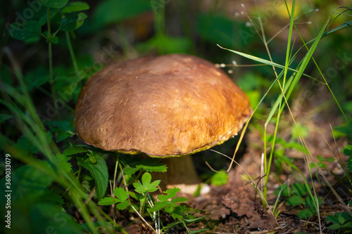 Beautiful mushroom boletus edulis in amazing green grass in the sunlight. Fresh collection of porcini mushrooms.