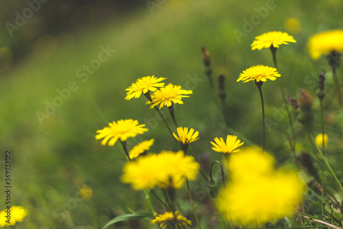Garden Dandelion - Ireland - Cork