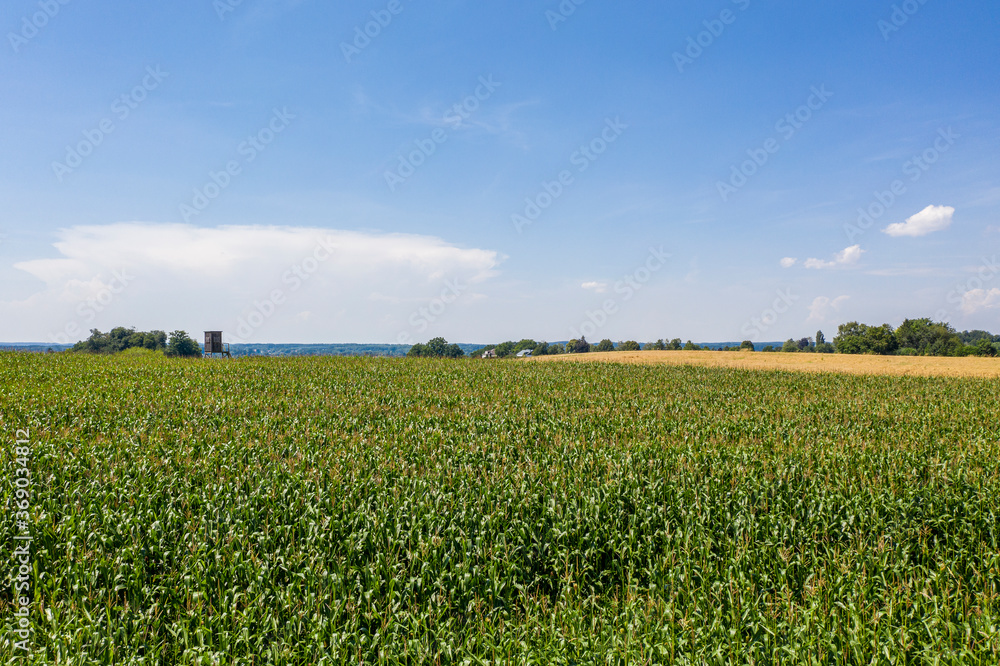 Green cornfield ready for harvest