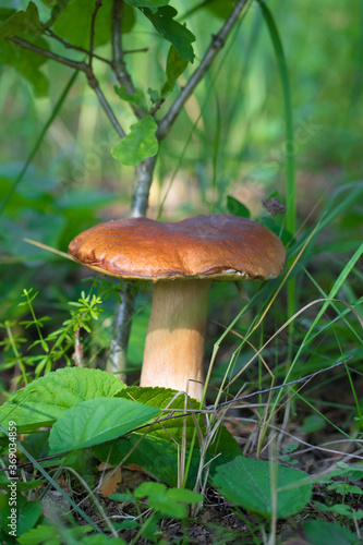 Beautiful mushroom boletus edulis in an amazing green grass Amazing old magic background of forest mushrooms. Fresh collection of porcini mushrooms. Vegetarian food. © Anna_BY