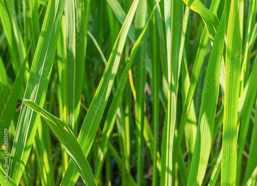 grass green long close-up illuminated by bright sunlight background eco pattern