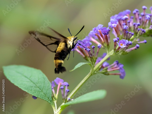 Black and yellow sphinx moth with black wings also known as a hu