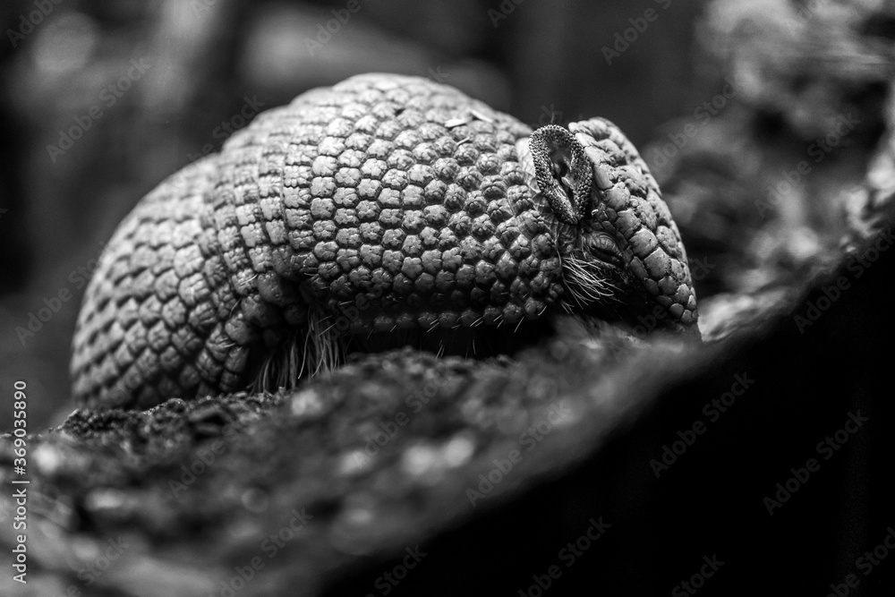 Fotografie An armadillo in the zoo