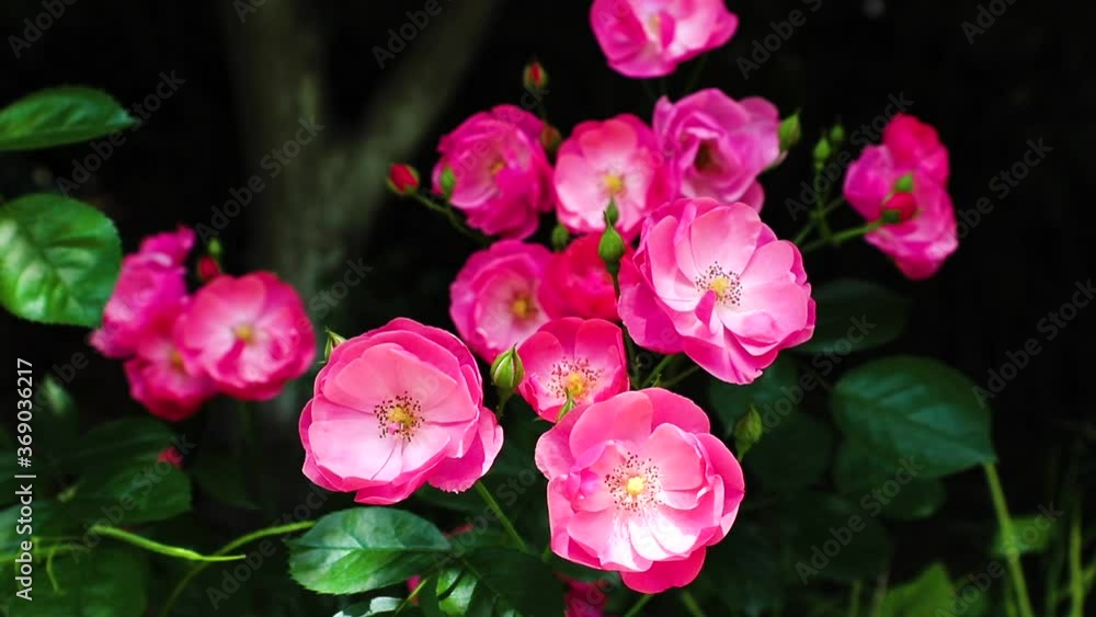 Rosa chinensis, known commonly as the China rose or Chinese rose, is a member of the genus Rosa native to Southwest China Rosa chinensis, known commonly as the China rose or Chinese rose, is a member of the genus Rosa native to Southwest China