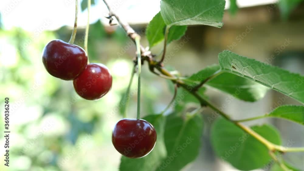 Several of ripe red cherry berries hanging on tree branchs swinging on breeze in summer day in garden in farm yard. Natural lighting. Bokeh. Close-up. Several of ripe red cherry berries hanging on tree branchs swinging on breeze in summer day in garden in farm yard. Natural lighting. Bokeh. Close-up.