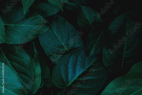 closeup nature view of green leaf in garden, dark tone nature background, tropical leaf