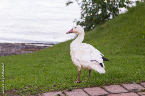 Rear side view of white-morph snow goose standing in a park while spending the summer in Quebec City, Quebec, Canada photo
