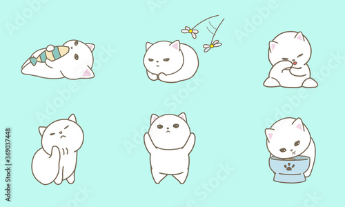 白猫の生活