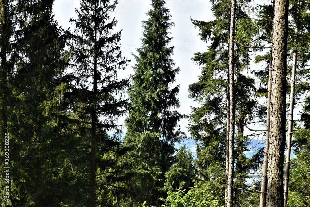 Fototapeta premium Las w górach 