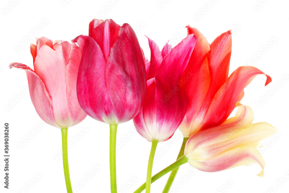 multicolored tulips multicolored tulips