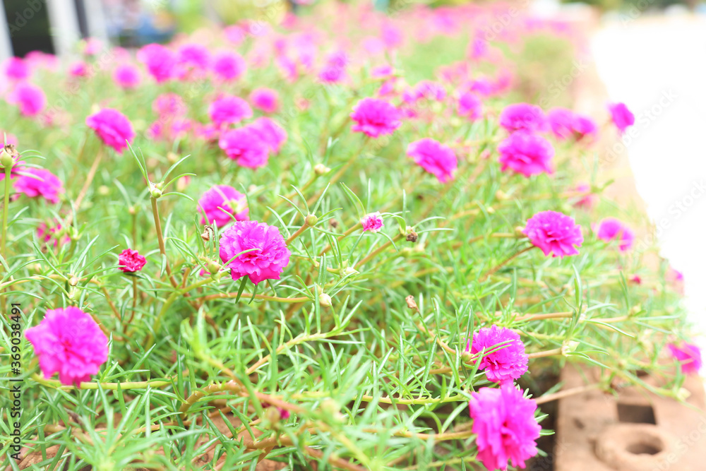 Fototapeta premium pink flowers in the garden.