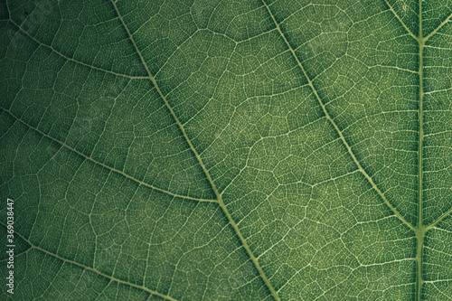 Beautiful green texture background. Cropped shot of green leaf textured. Abstract nature pattrn for design. Macro photogrpaphy view.