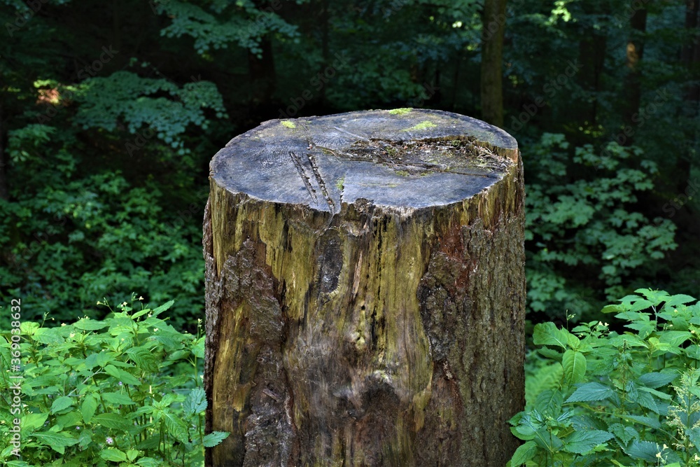 Fototapeta premium Ścięte drzewo w górach 