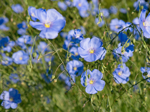 blue flax blooming in a meadow