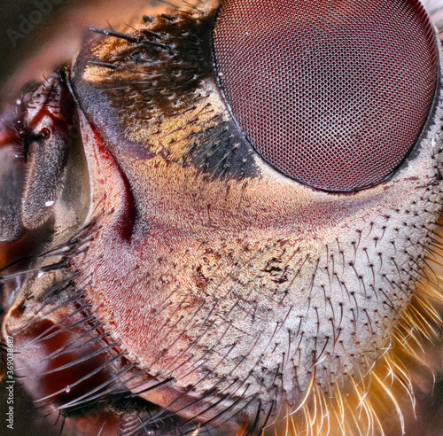 fly head